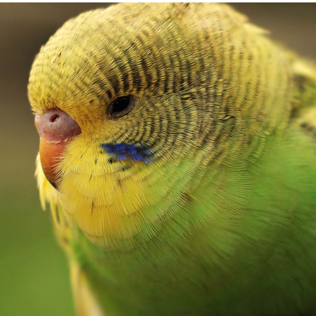 Bird Transport