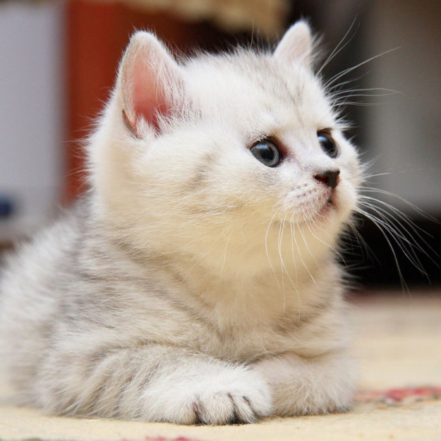 Cat travel