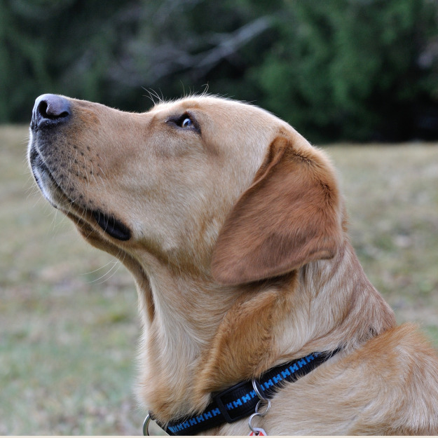 Dog travel