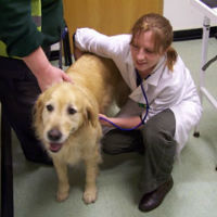 Vet trip